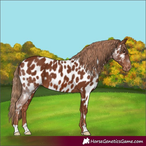 Horse Color:Chestnut Near Leopard 