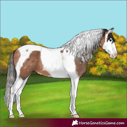 Horse Color:Bay Splash Tobiano 