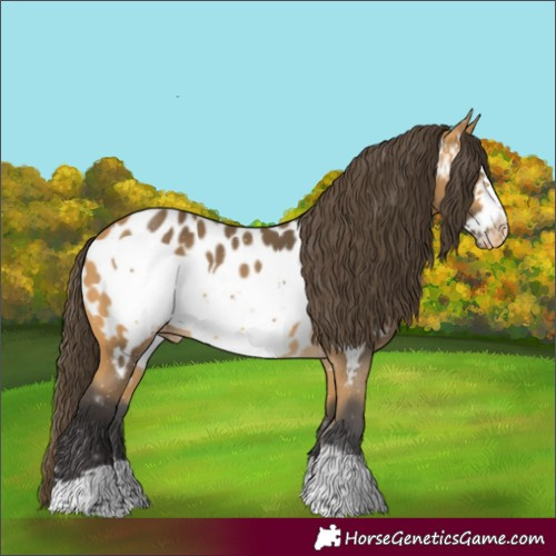 Horse Color:Buckskin Frame Appaloosa
