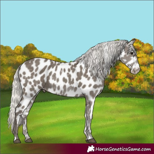 Horse Color:Silver Smoky Black Appaloosa 