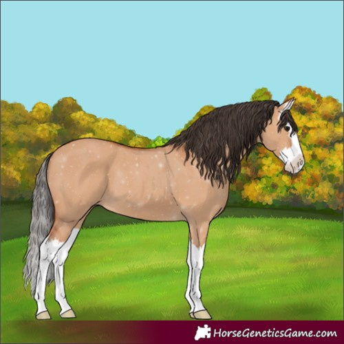 Horse Color:Bay Dun Splash 