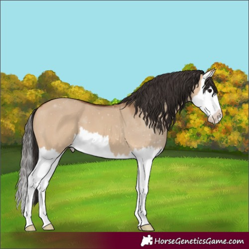 Horse Color:Bay Dun Splash