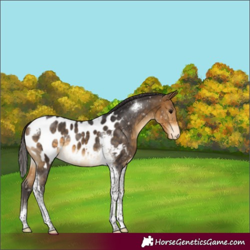 Horse Color:Buckskin Tobiano Appaloosa 
