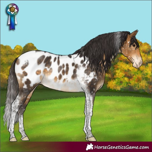 Horse Color:Buckskin Tobiano Appaloosa