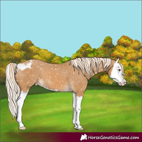 Horse Color:Palomino Mushroom Splash Skewed Appaloosa 