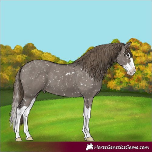 Horse Color:Smoky Grullo Splash Skewed Appaloosa