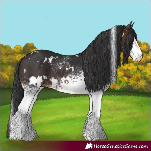 Horse Color:White Spotted Brown
