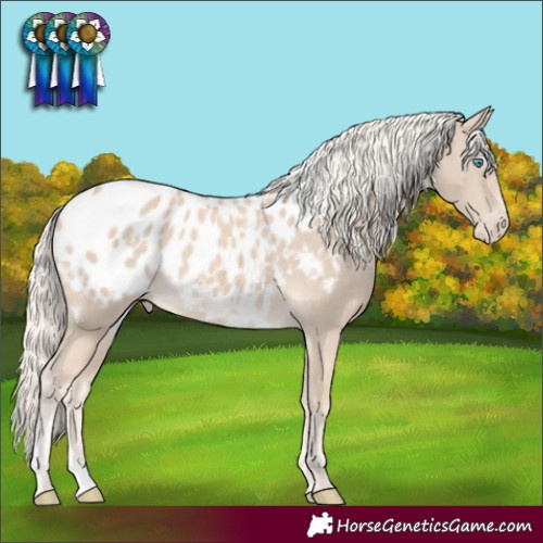 Horse Color:White Spotted Cremello Sabino Appaloosa