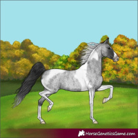 Horse Color:Blue Roan Splash Tobiano Frame Rabicano 