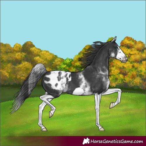 Horse Color:White Spotted Black Splash Frame Appaloosa 