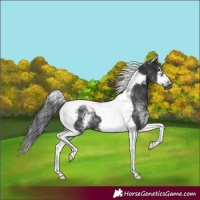 Horse Color:White Spotted Black Splash Tobiano Frame