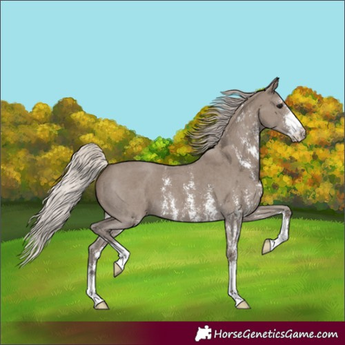 Horse Color:Unknown 