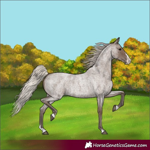 Horse Color:Silver Blue Roan Splash 