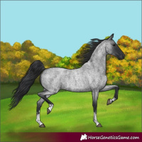 Horse Color:Blue Roan Sabino 