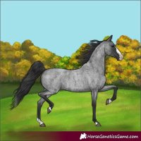 Horse Color:Blue Roan Splash 