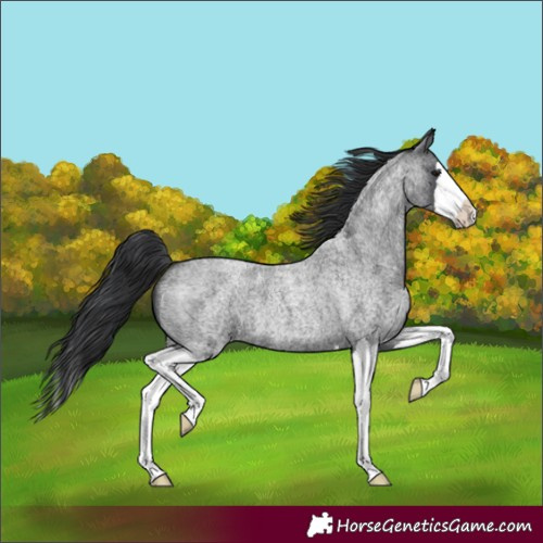 Horse Color:Blue Roan Splash 