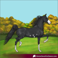 Horse Color:Black 