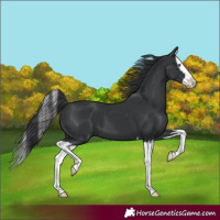 Horse Color:Black Splash
