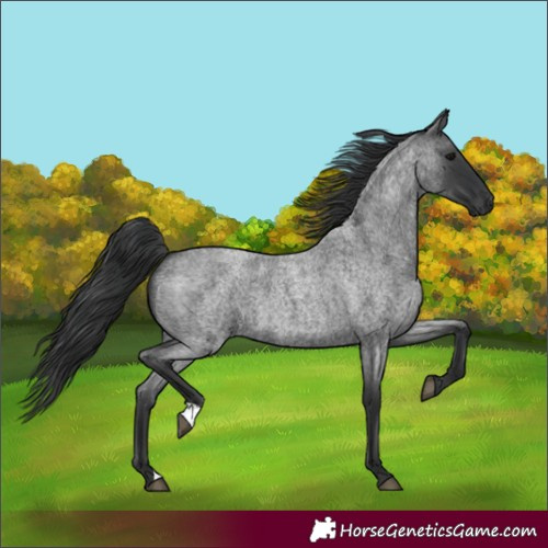Horse Color:Unknown 