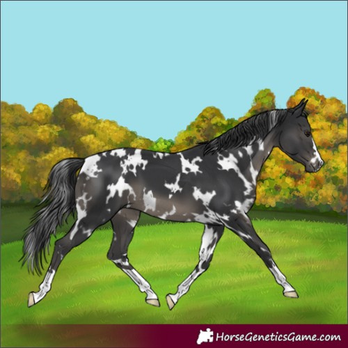 Horse Color:White Spotted Black