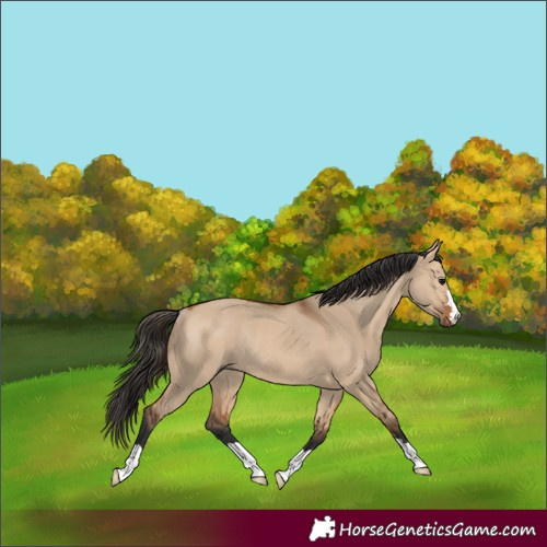 Horse Color:Bay Dun Rabicano 