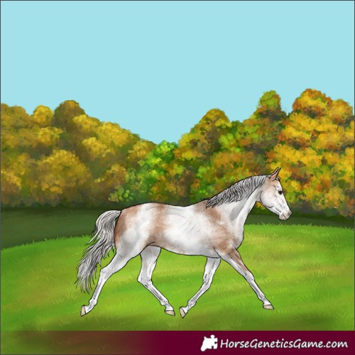 Horse Color:White Spotted Silver Bay Dun Rabicano