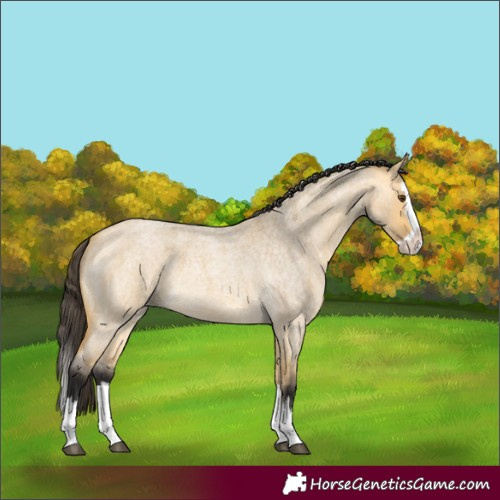 Horse Color:Buckskin Roan Dun Splash 