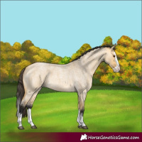 Horse Color:Buckskin Roan Dun Splash