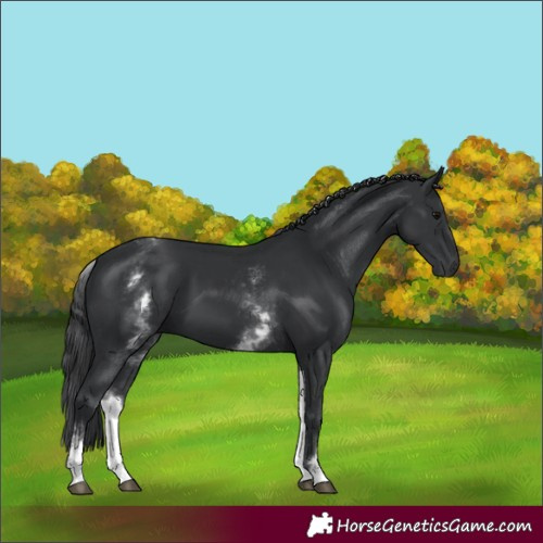 Horse Color:White Spotted Black