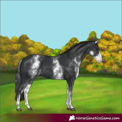 Horse Color:White Spotted Black