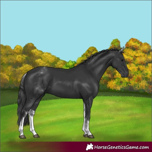 Horse Color:White Spotted Black 