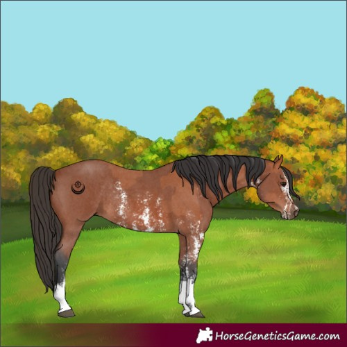 Horse Color:Bay Sabino Rabicano  and Bay Sabino Rabicano 