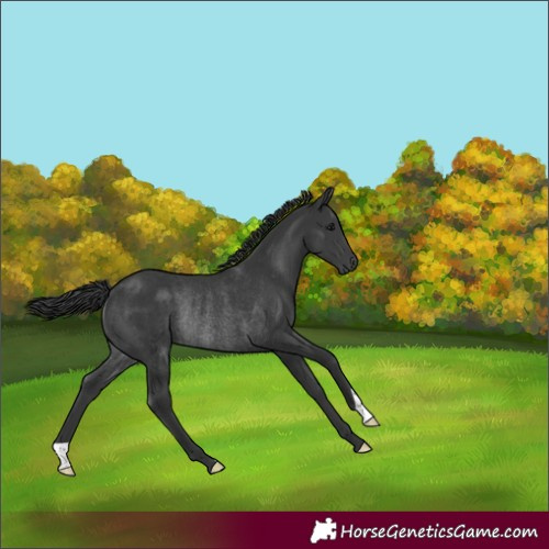 Horse Color:Black Rabicano