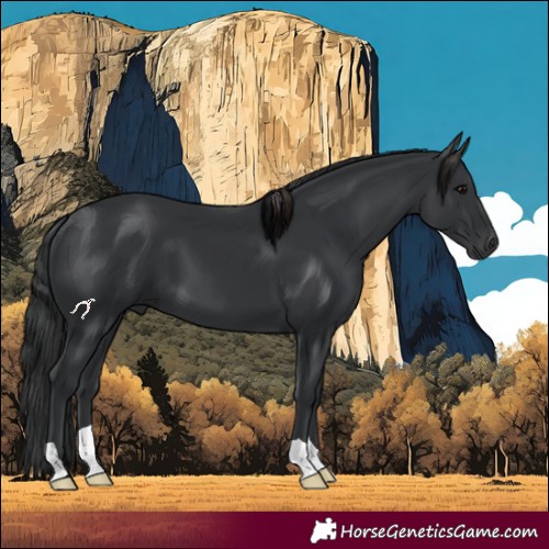 Horse Color:Black
