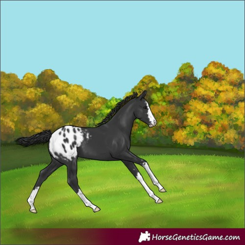 Horse Color:Black Appaloosa 