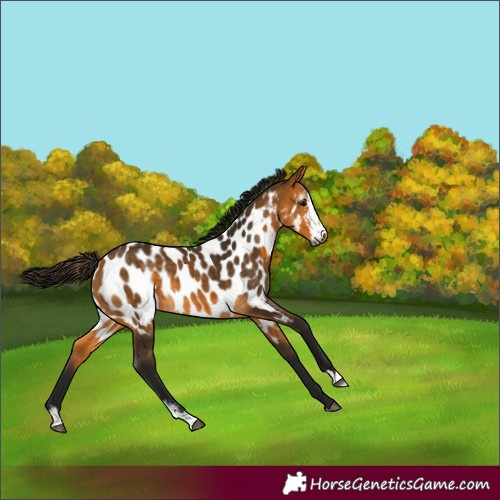 Horse Color:Gray Buckskin Sabino Appaloosa