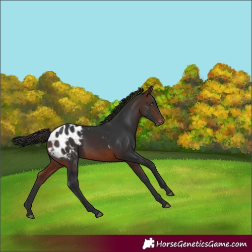 Horse Color:Brown Appaloosa