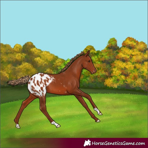 Horse Color:Chestnut Appaloosa