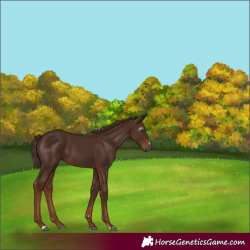 Horse Color:Gray Chestnut