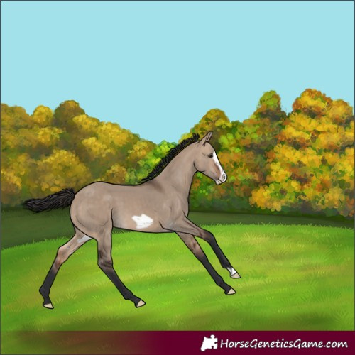 Horse Color:Bay Dun Frame 