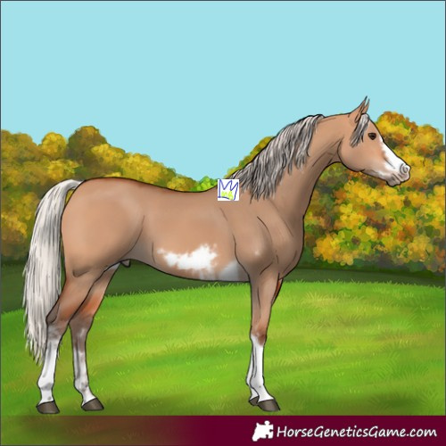 Horse Color:Silver Bay Dun Sabino Tobiano Frame Rabicano 