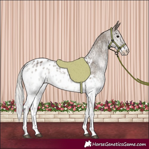 Horse Color:White Spotted Silver Grullo Appaloosa