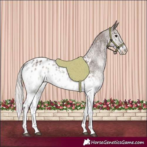Horse Color:White Spotted Silver Grullo Appaloosa