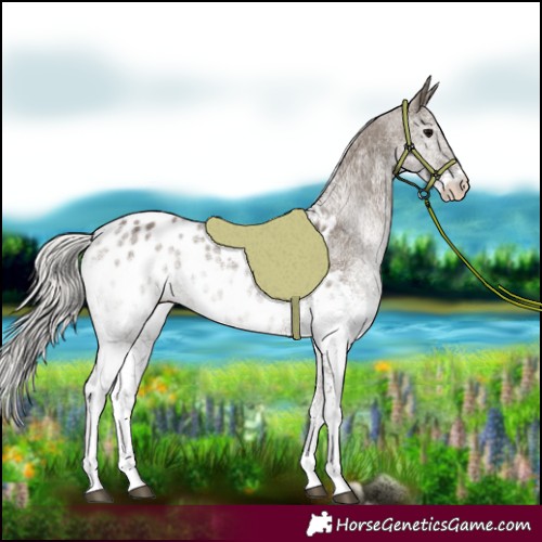 Horse Color:White Spotted Silver Grullo Blanket 