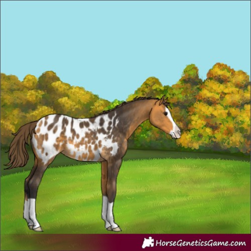 Horse Color:Buckskin Splash Appaloosa