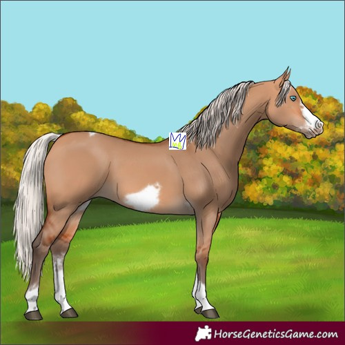 Horse Color:Silver Bay Dun Sabino Tobiano Frame Rabicano