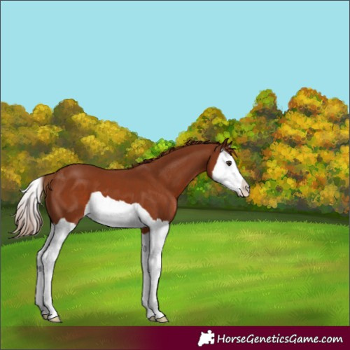 Horse Color:Chestnut Splash
