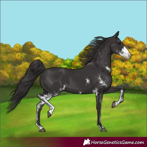 Horse Color:Smoky Black Sabino