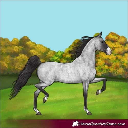 Horse Color:Smoky Blue Roan Sabino