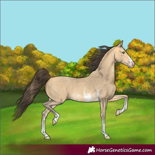 Horse Color:Amber Cream Champagne Sabino